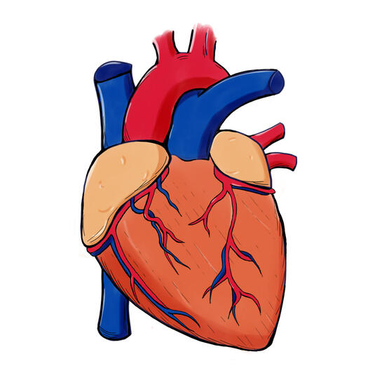 anatomical heart